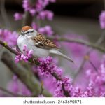 探索杏彩网址的安全性与用户体验分析 rua67m